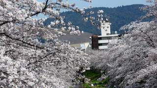 大宮の桜