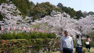 ラ・レーベの桜