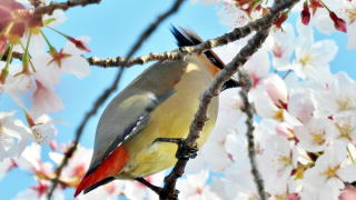 桜のヒレンジャク