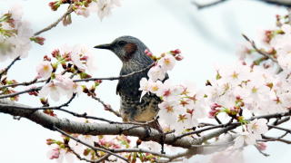 桜のヒヨドリ