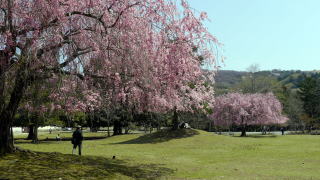 正倉院の桜