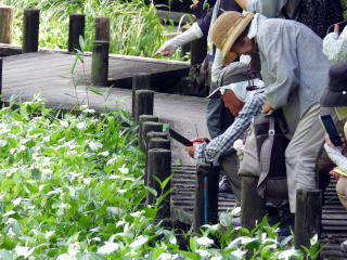 湿性花園