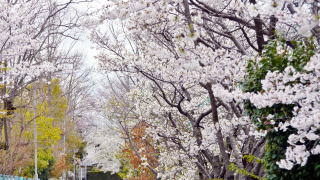 朱雀の桜