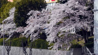 高の原の桜