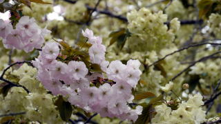 通り抜けの桜