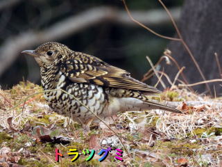 トラツグミ