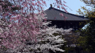 東大寺の桜