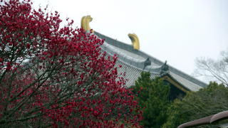 東大寺の梅