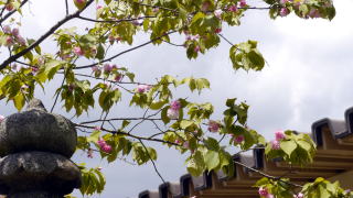 奈良の八重桜