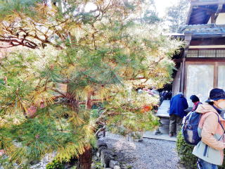 吉城園